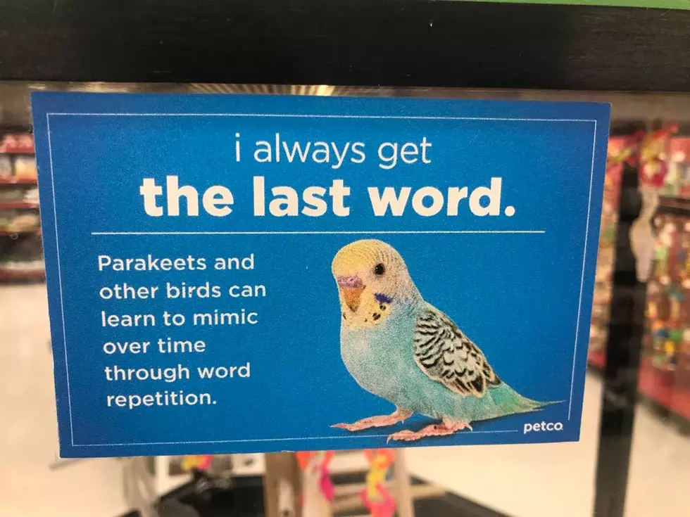 Parakeets were a popular pet on the SouthCoast in the 1960s and '70s, but not so much anymore.