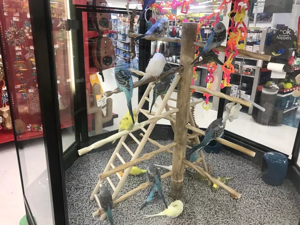 Parakeets were a popular pet on the SouthCoast in the 1960s and '70s, but not so much anymore.