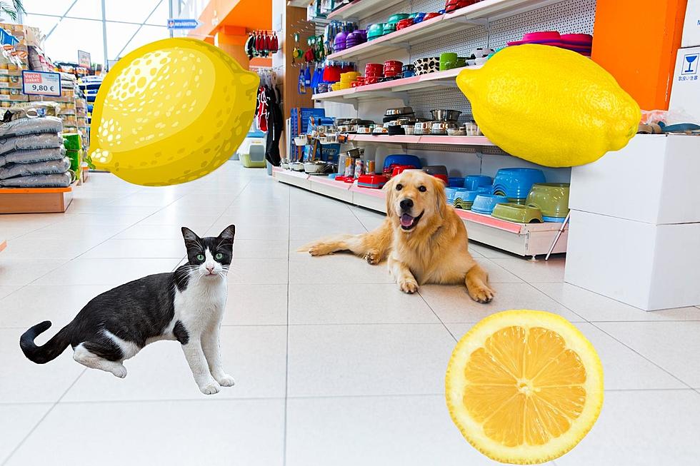 Massachusetts Has a Lemon Law for Pets, and Here's How It Works