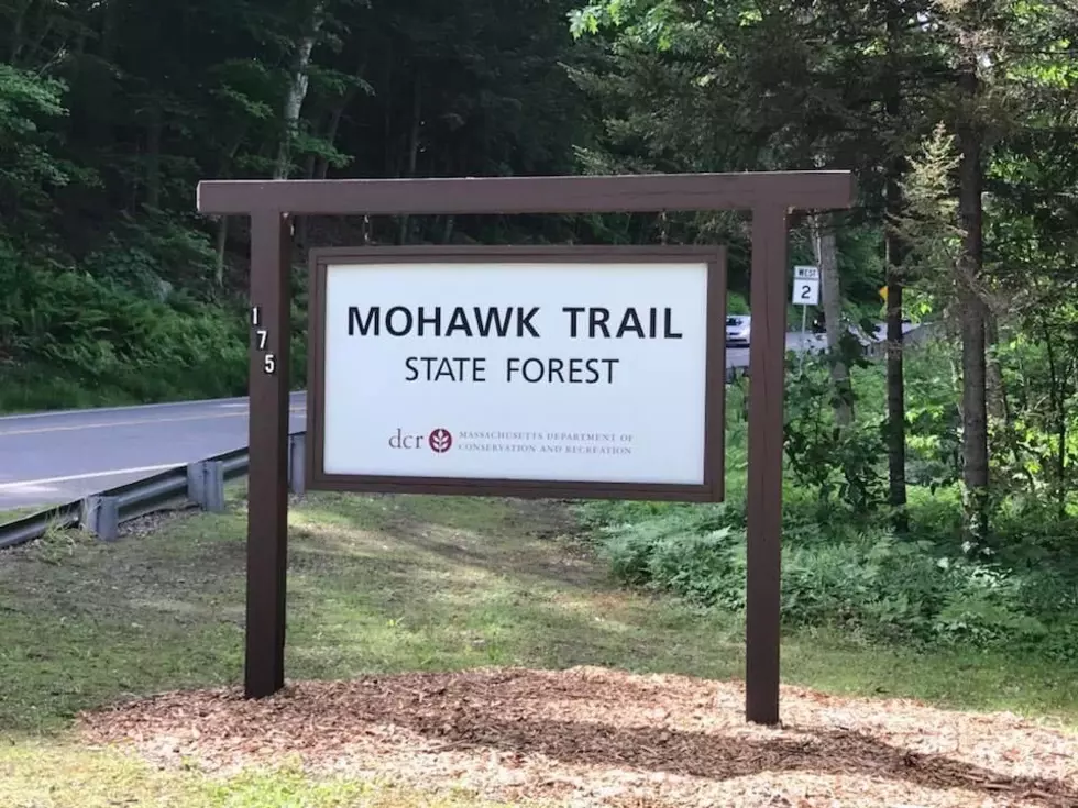 Massachusetts&#8217; Oldest Living Tree Predates the Pilgrims