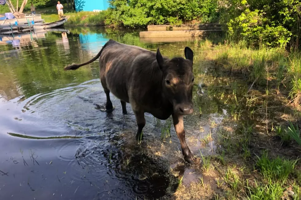 Escaped Cow Visits Campgrounds in Wareham and Plymouth