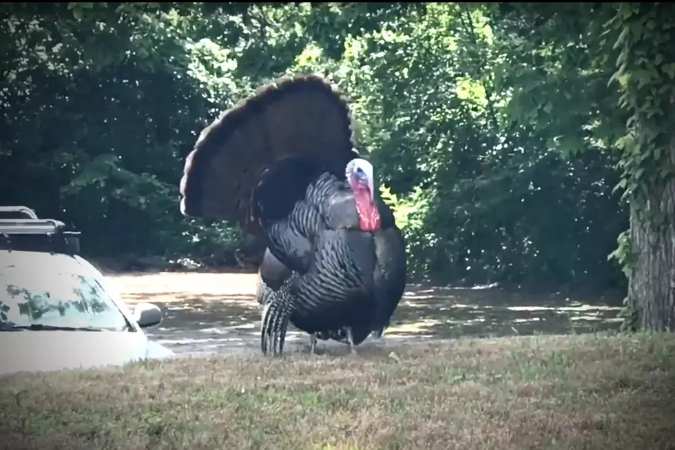 New Bedford Grocer Hints at Potential Holiday Turkey Troubles