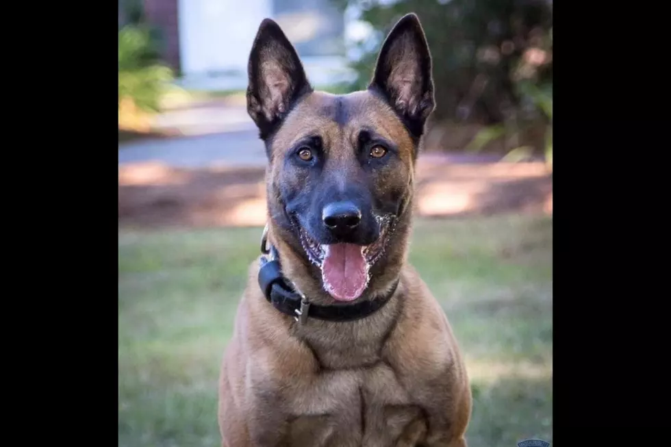 Massachusetts State Police K9 Frankie Killed in the Line of Duty
