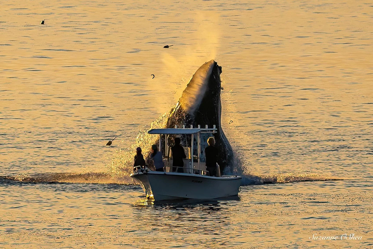 Photo of Encuentro cercano con una ballena jorobada en Plymouth