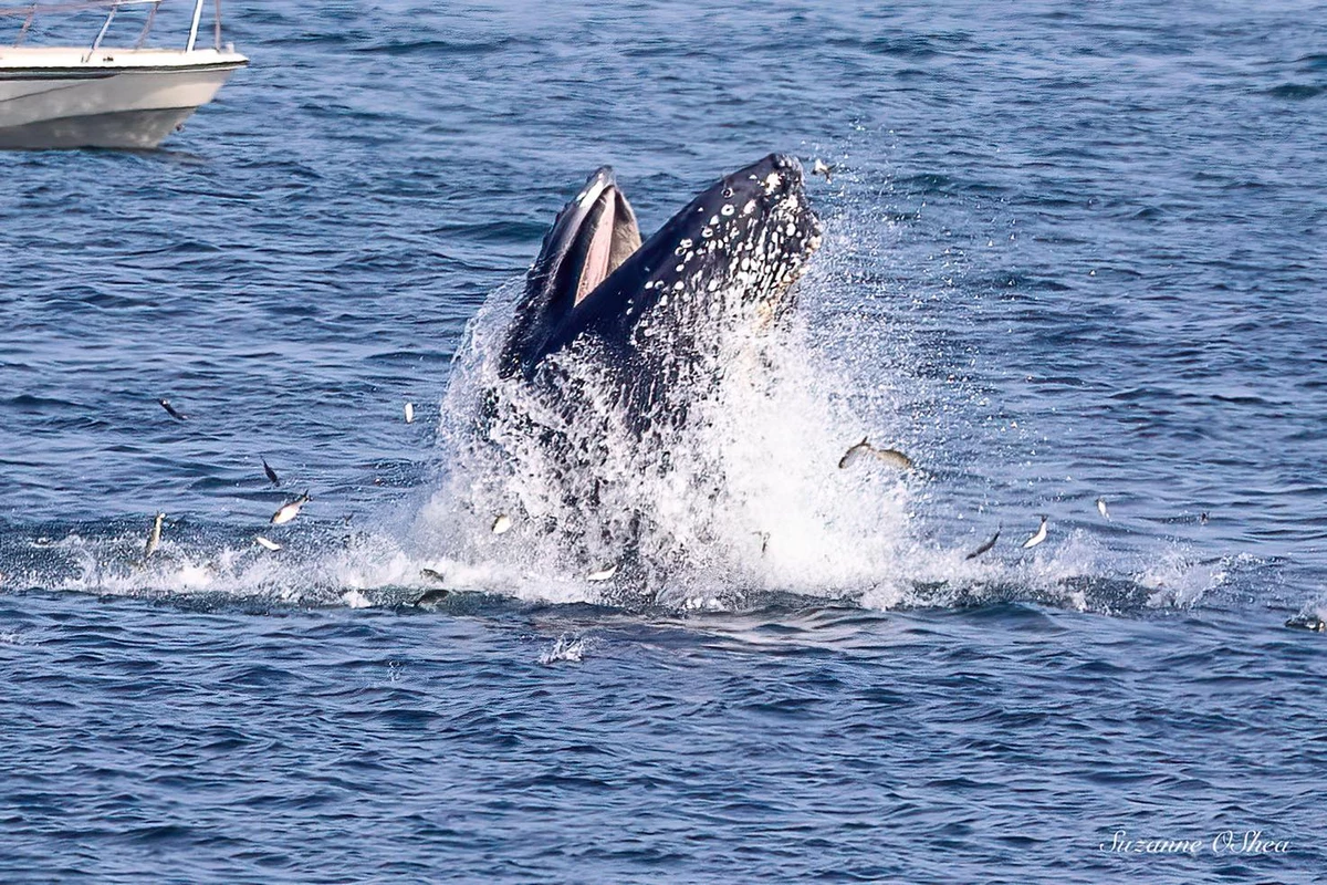 Las ballenas que rompen la costa de Plymouth atraen multitudes