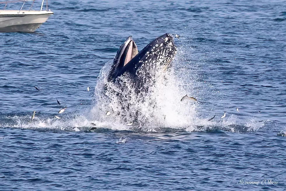 Spring Migration of Right Whales Happening Off the Massachusetts Coast