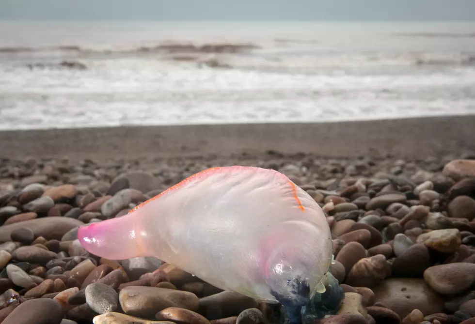 Beach Closed Again After Portuguese Men O' War Sighting