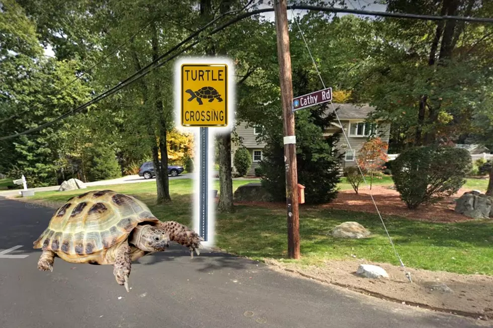 Massachusetts Community Debates Turtle Crossing Signs