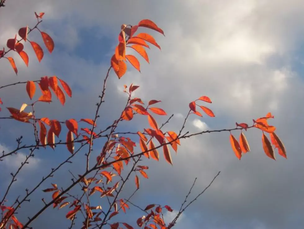 SouthCoast Drought Impacts Fall Harvest and Christmas Trees