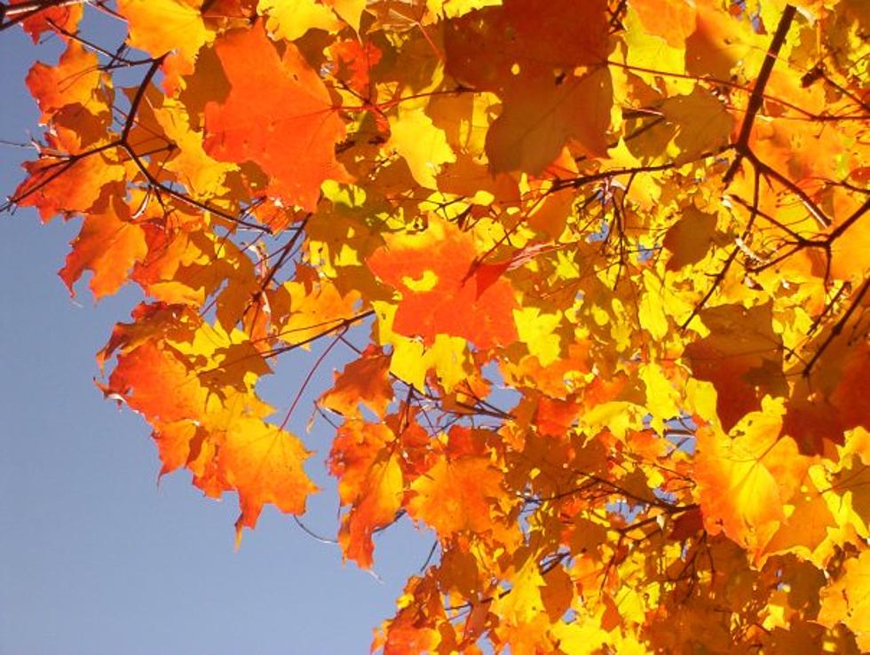 Massachusetts Prefers You Compost Your Leaves After Raking