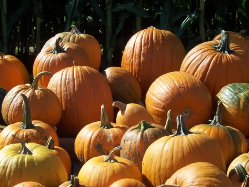 Your SouthCoast Pumpkin Could Contribute to Climate Change