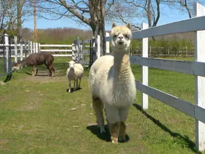 Tiverton Sanctuary a Home for Neglected Animals [TOWNSQUARE SUNDAY]