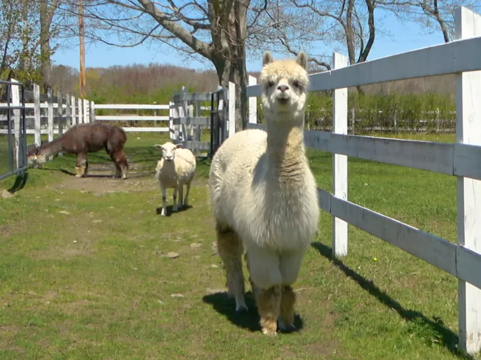 Tiverton Sanctuary a Home for Neglected Animals [TOWNSQUARE SUNDAY]