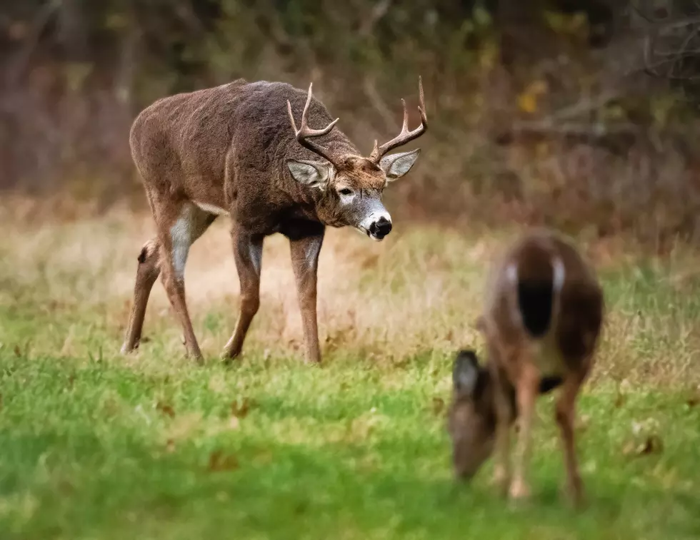 Massachusetts Motorists at Greater Risk of Hitting Deer and Moose