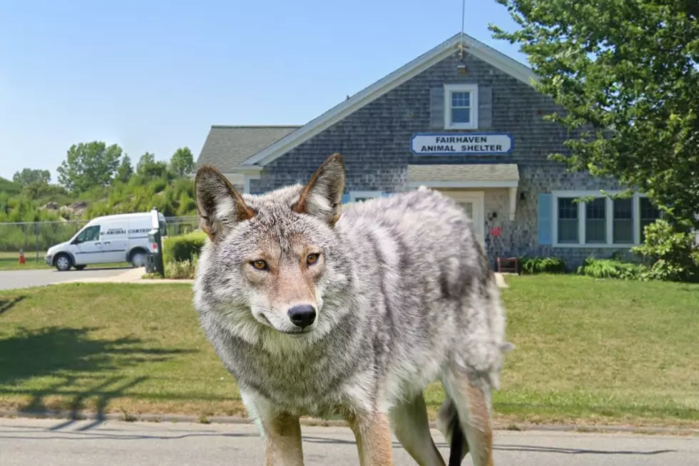 Fairhaven Animal Control Officer: Remove Food to Keep Coyotes on the Move