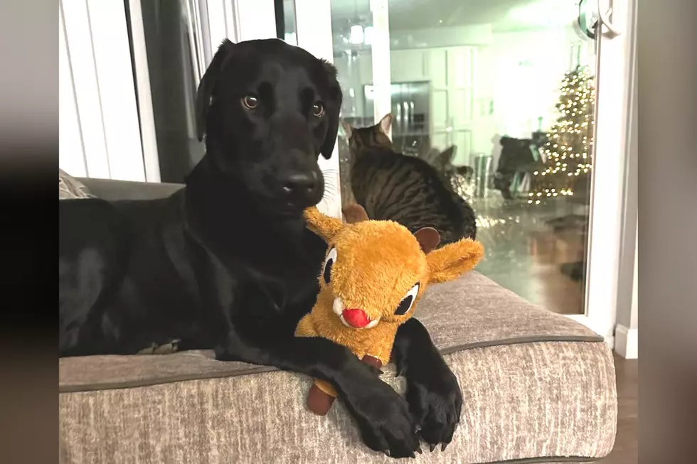 Dartmouth Black Lab Astro Continues to Live Her Best Life