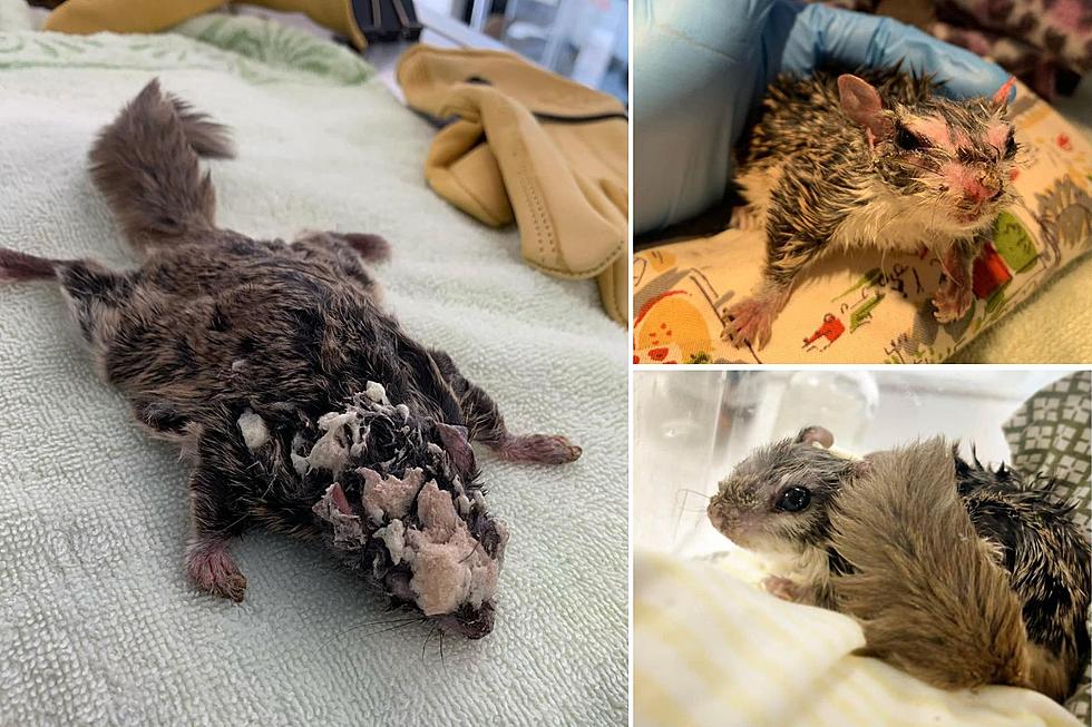 Massachusetts Flying Squirrel Makes Miraculous Recovery After Foam Accident