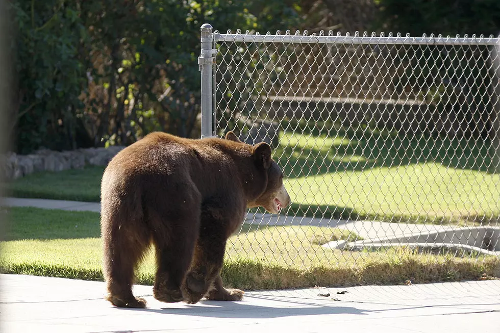 Massachusetts Environmental Police Have Their Hands Full With Bears This Summer