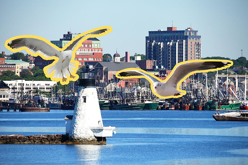 New Bedford Needs a Seagull Imitation Festival