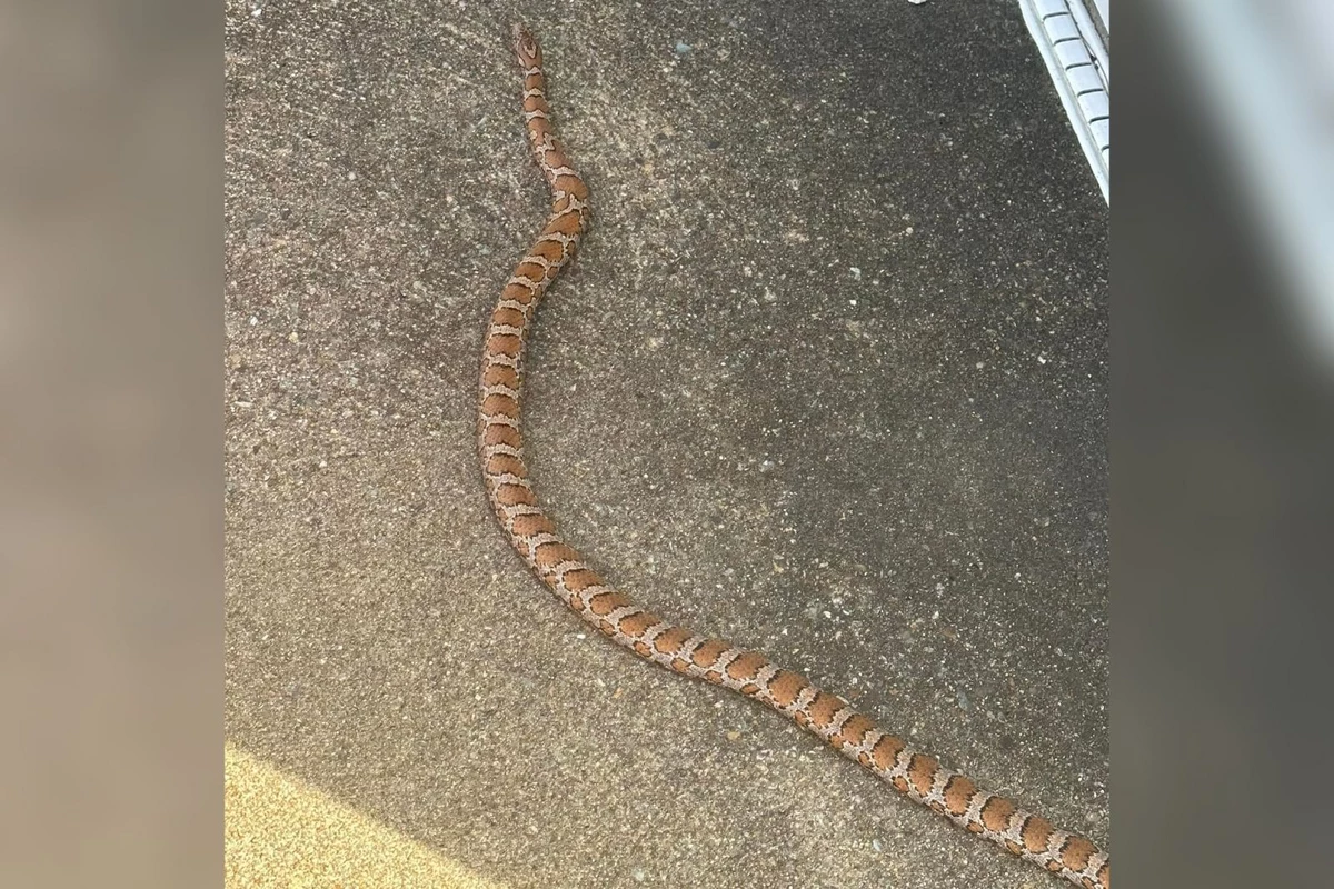 Snakes Awake: Middleboro Mom Finds Massive 'Nope Rope'