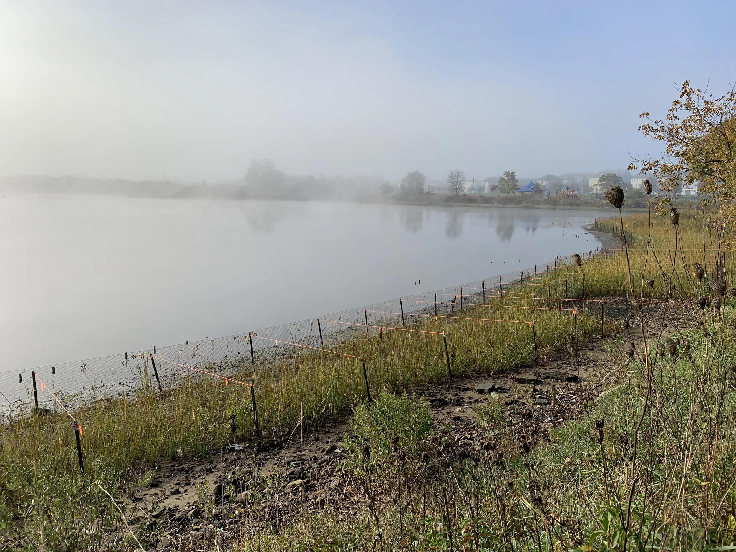 Replanting near Riverside Park in New Bedford