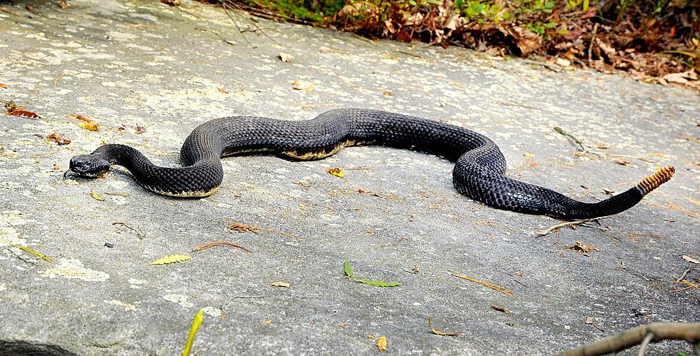 Massachusetts Officials Say Beware of Venomous Snakes