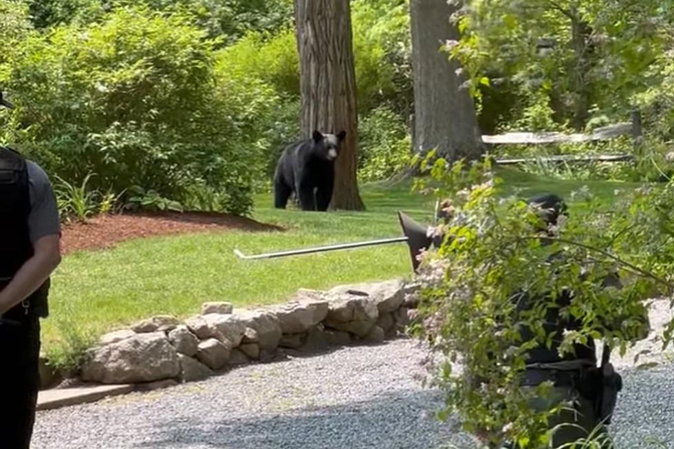 Marion Gets a Visit From the Bear on Its Way to Plymouth