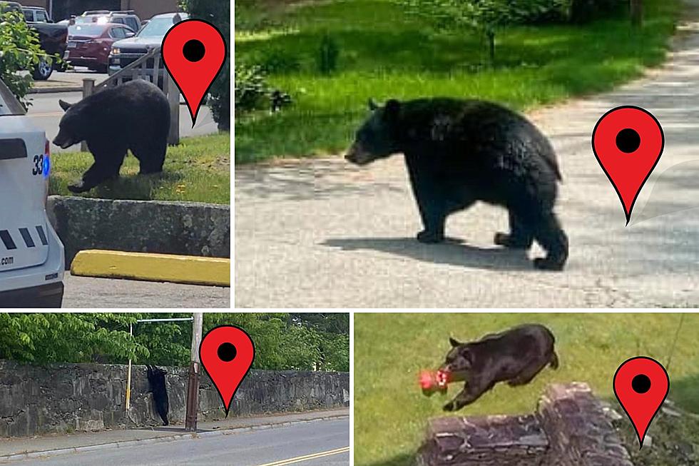 Bear season: Here's how Pennsylvania controls its largest predator