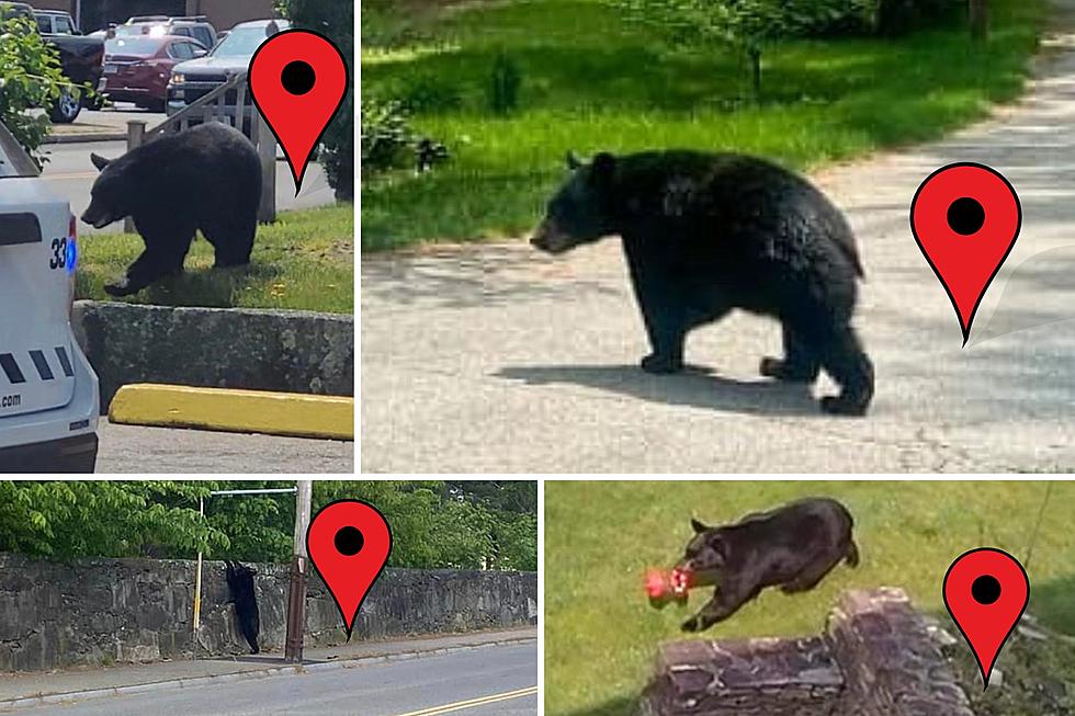 SouthCoast Bear Tracker 2023