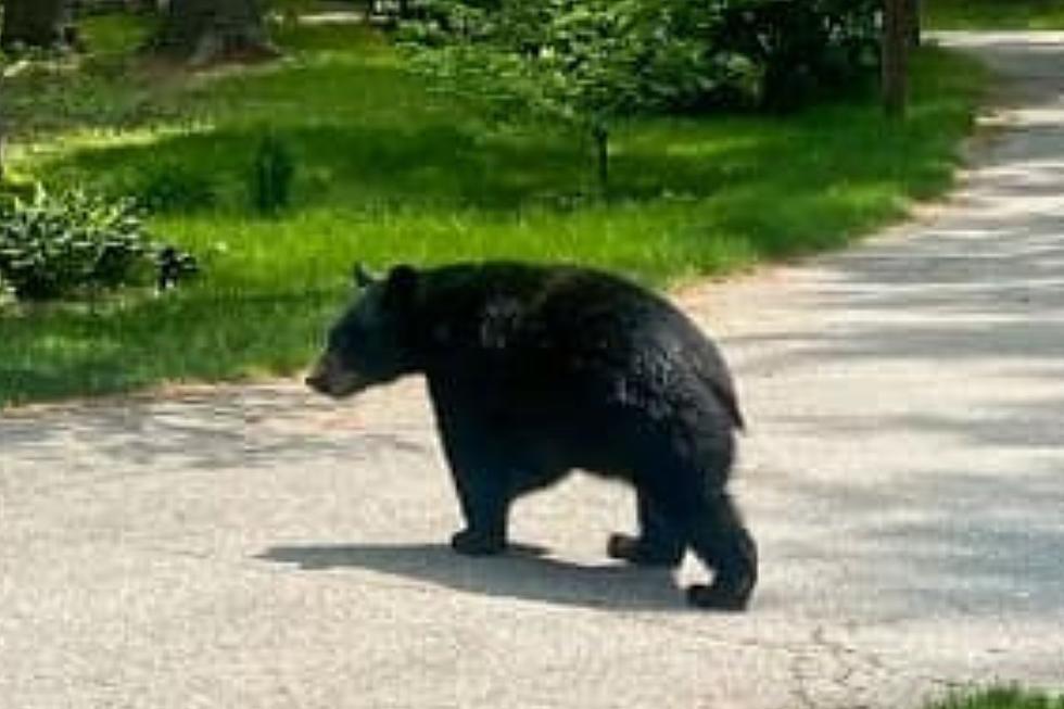 Black Bear Sightings Reported In Taunton Mansfield 9639