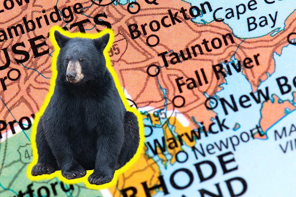 Fall River, Assonet Report Weekend Black Bear Sightings