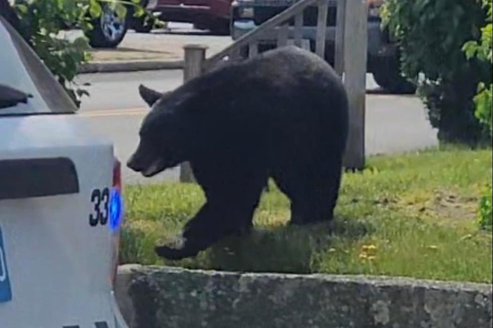 New Bedford Police: Avoid Far North End as a Bear Is in the Neighborhood