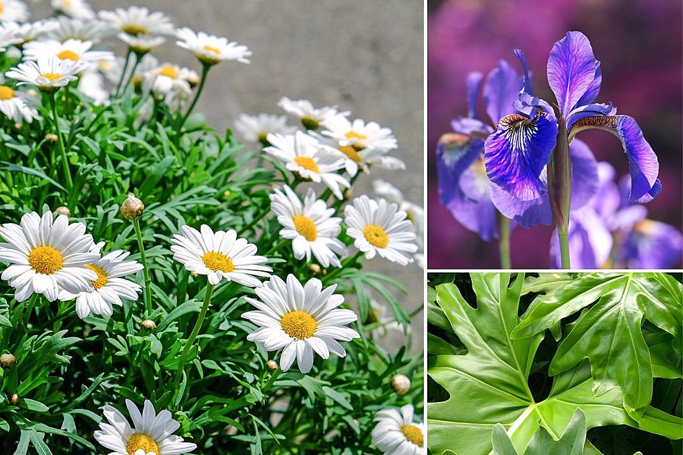 These Common Massachusetts Household Plants Are Toxic to Pets
