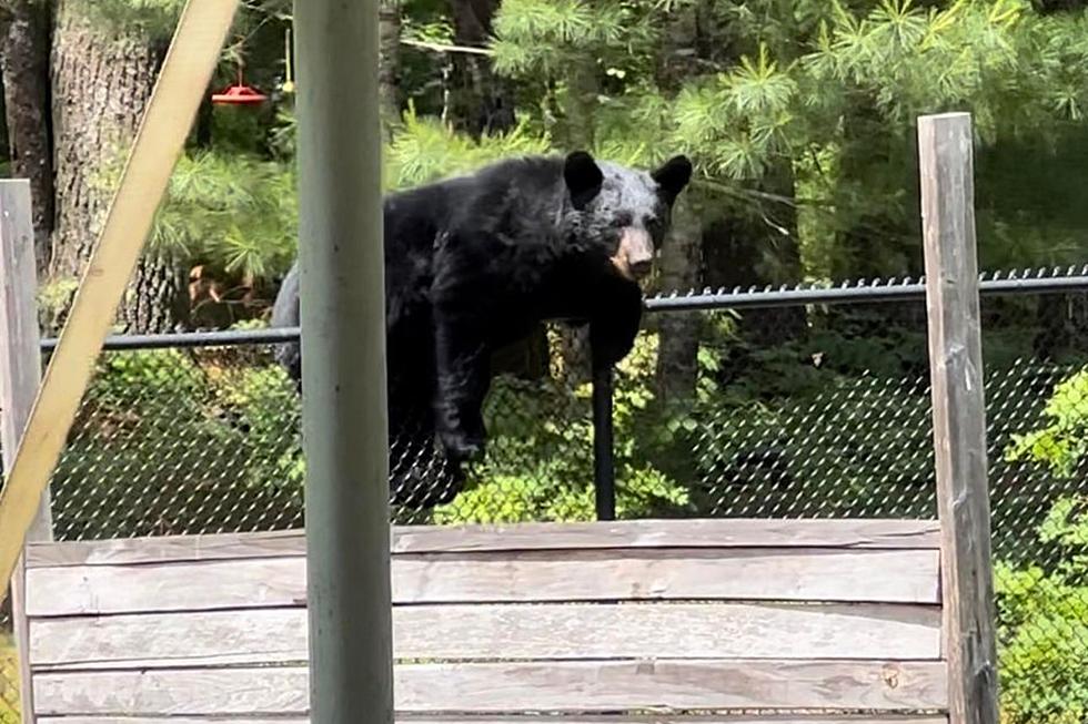 Carver Bear Crashes Bridal Shower and Takes Off Over Fence