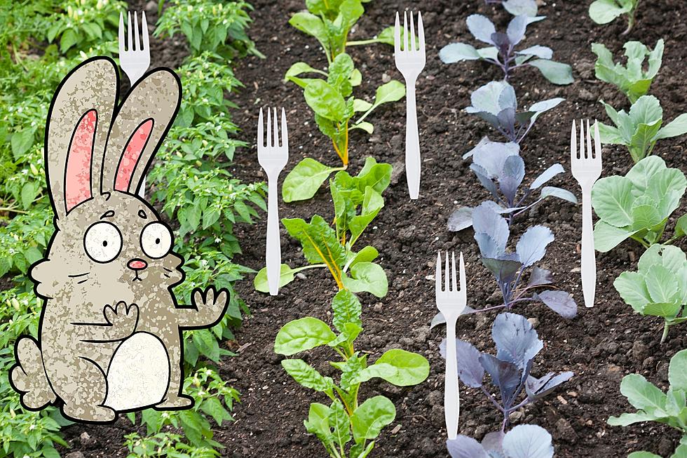 Defend Your SouthCoast Veggie Garden With Plastic Forks