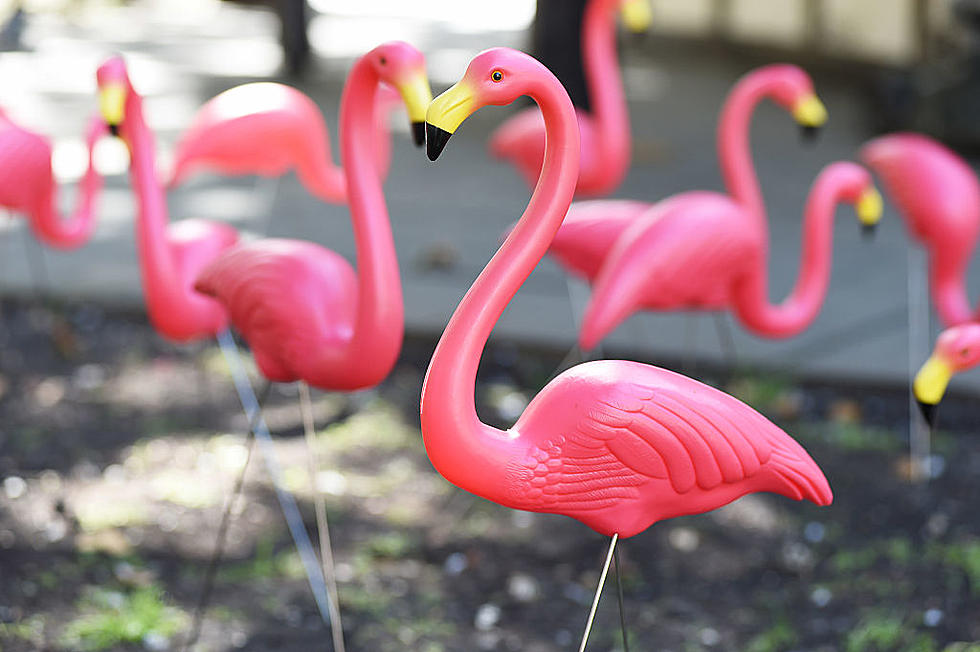 Plastic Pink Flamingos First Hatched in This Massachusetts City