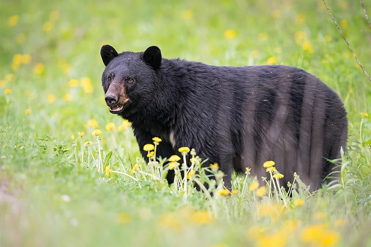 Black bears are emerging from dens in Massachusetts: Protect your