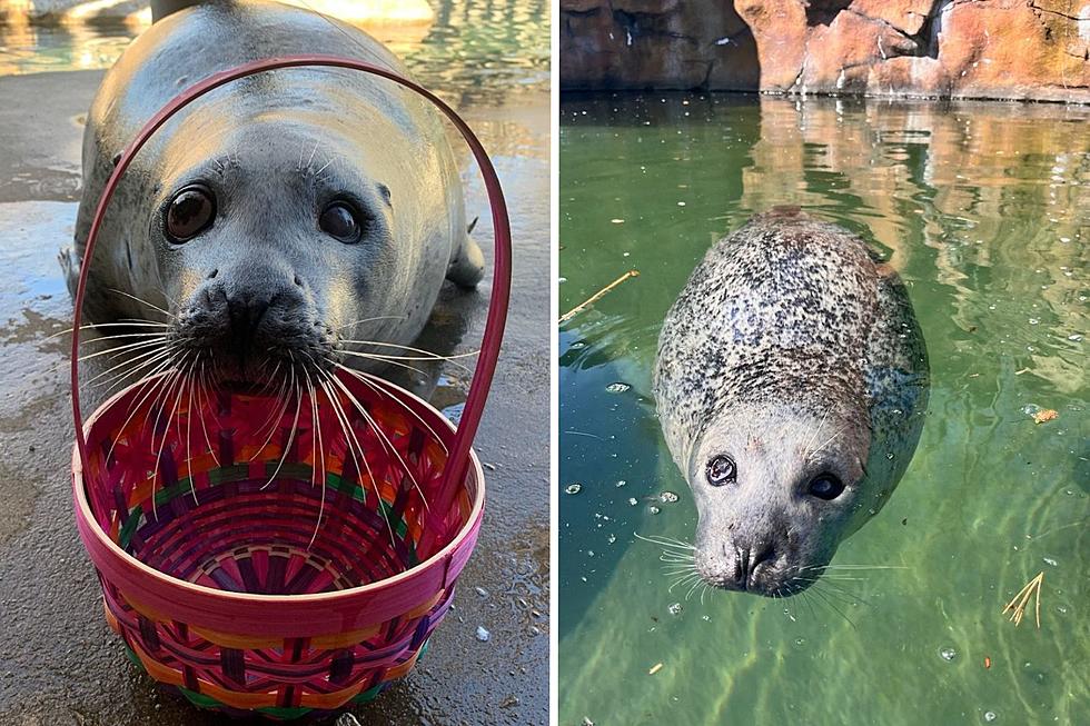 New Bedford Zoo Mourns Beloved Harbor Seal