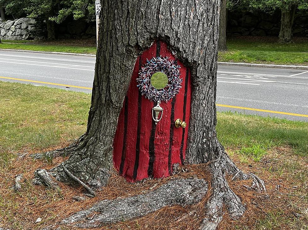 Mysterious Door on a Providence Tree on Blackstone Avenue
