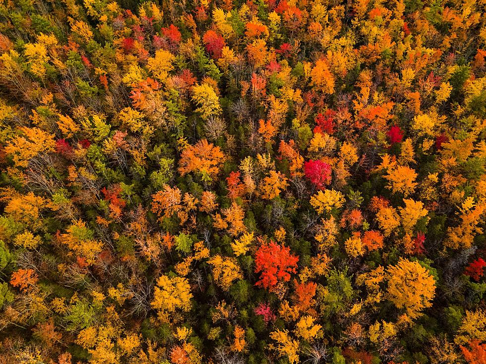 See the New England Fall Foliage From a Hot Air Balloon