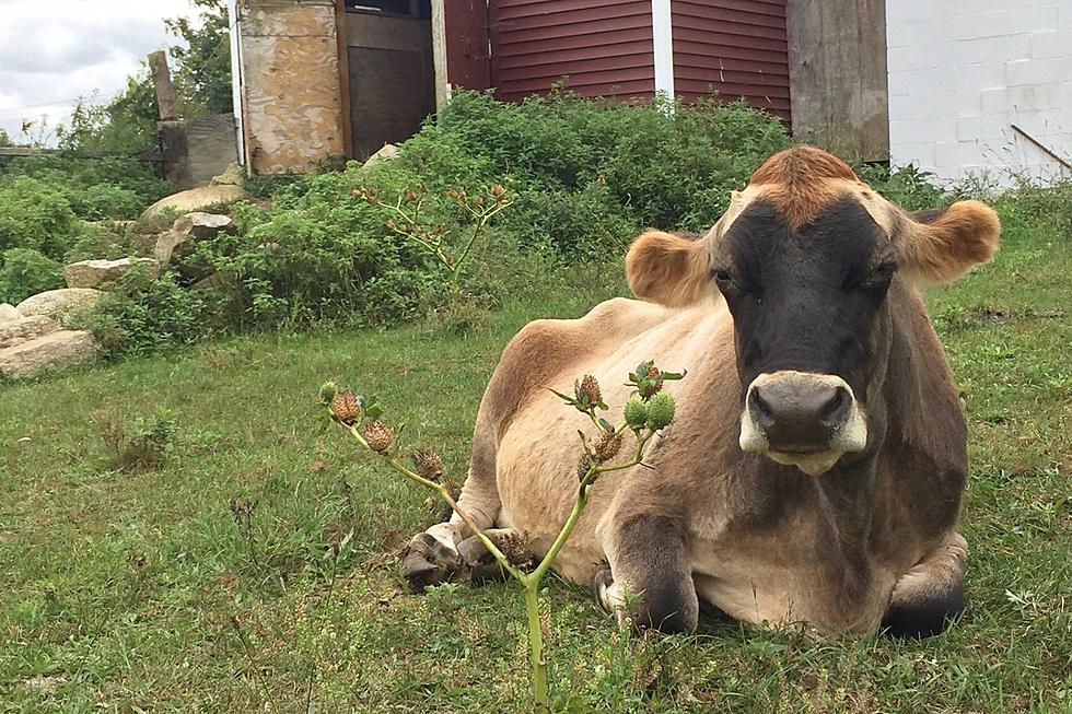 Mendon, Massachusetts Sanctuary Welcomes Unwanted, Abused Farm Animals