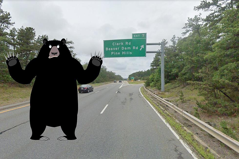 MassWildlife Refutes Report of Plymouth Bear Struck By Car
