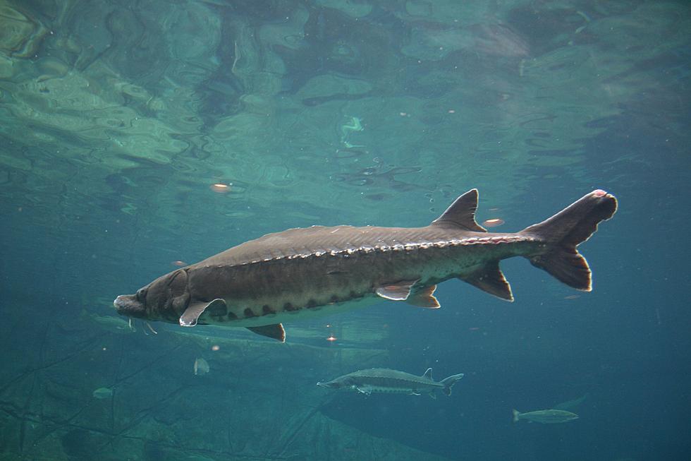 Taunton River Has This 800-Pound Creature Lurking Beneath the Surface