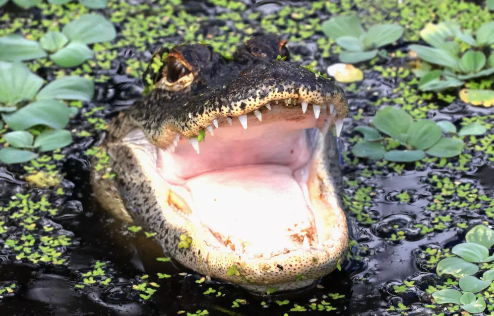Florida Wildlife And Daily Life Scenes