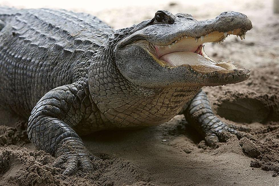 Which Four New England States Allow Alligators as Pets?