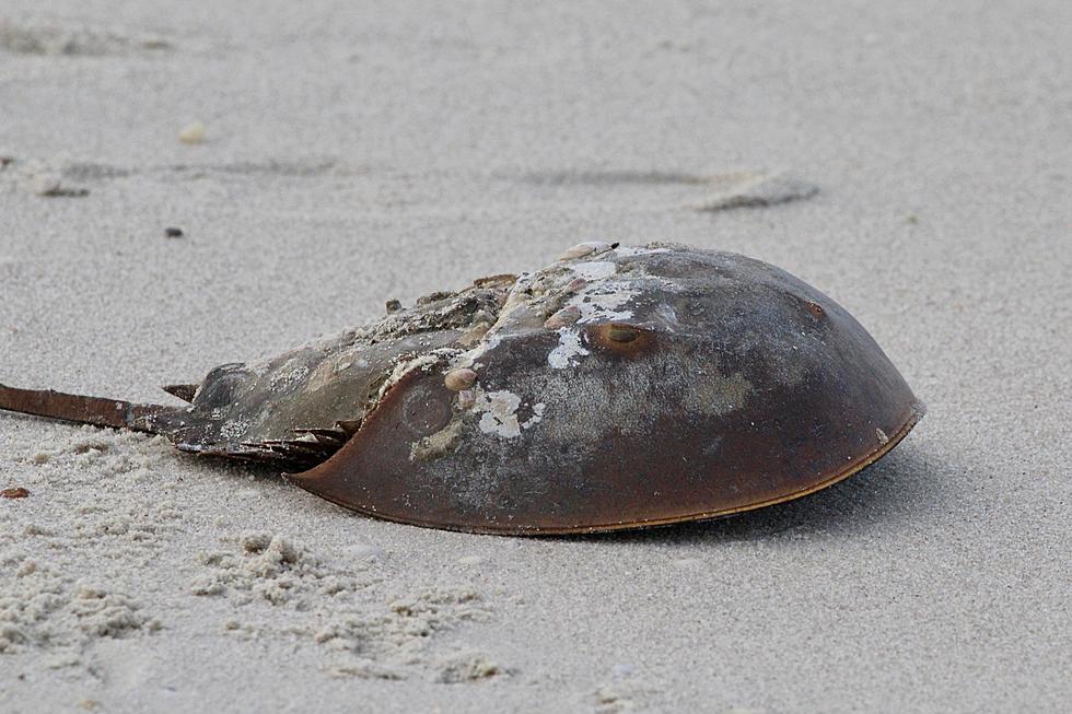 Why Are SouthCoast Horseshoe Crabs Disappearing?