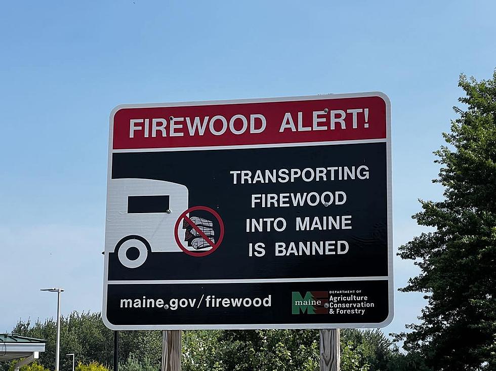 When Camping in Maine Leave the Firewood at Home