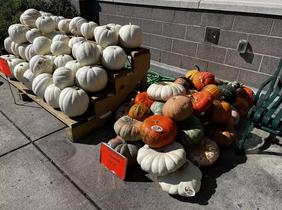 New Bedford Market Basket Offers A New Goose To This Old Gander