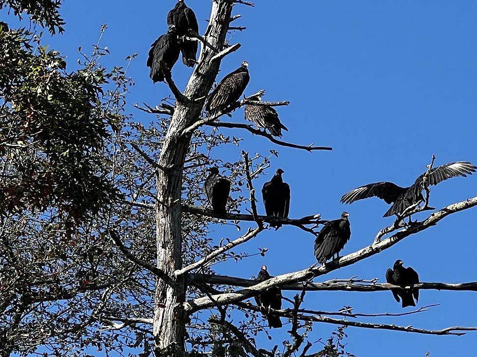 New Bedford Is Home to Some Creepy-Looking Turkey Vultures
