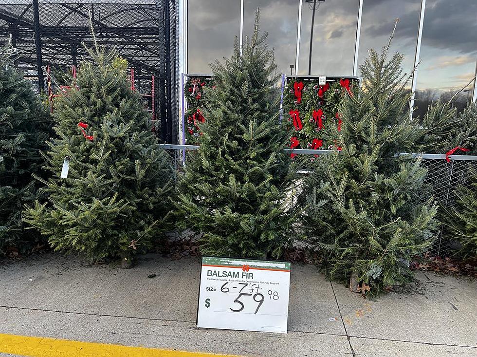 How New Bedford-Area Christmas Tree Prices Compare